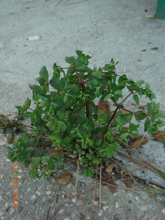 Euphorbia peplus